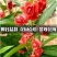 凤仙花种子花种室内阳台四季开花易种易活花种花卉盆栽鲜花种