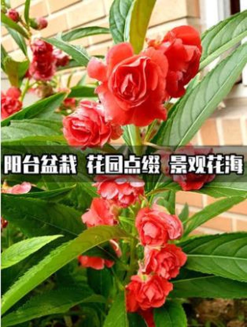凤仙花种子花种室内阳台四季开花易种易活花种花卉盆栽鲜花种