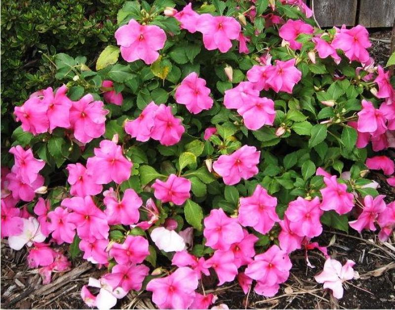 凤仙花种子花种室内阳台四季开花易种易活花种花卉盆栽鲜花种