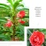 凤仙花种子花种室内阳台四季开花易种易活花种花卉盆栽鲜花种