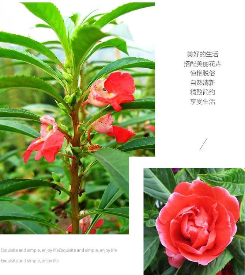 凤仙花种子花种室内阳台四季开花易种易活花种花卉盆栽鲜花种