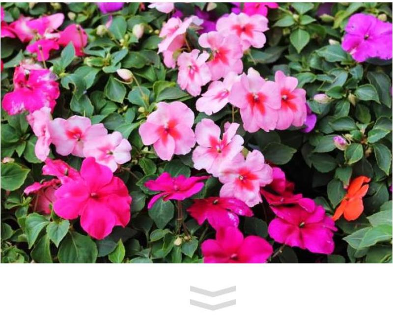 凤仙花种子花种室内阳台四季开花易种易活花种花卉盆栽鲜花种