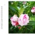 凤仙花种子花种室内阳台四季开花易种易活花种花卉盆栽鲜花种