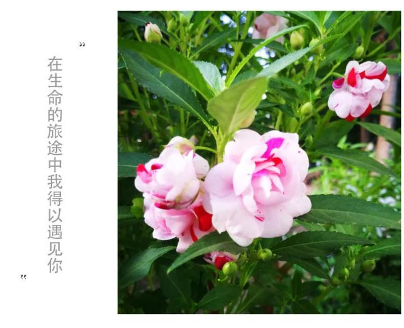 凤仙花种子花种室内阳台四季开花易种易活花种花卉盆栽鲜花种