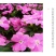 凤仙花种子花种室内阳台四季开花易种易活花种花卉盆栽鲜花种