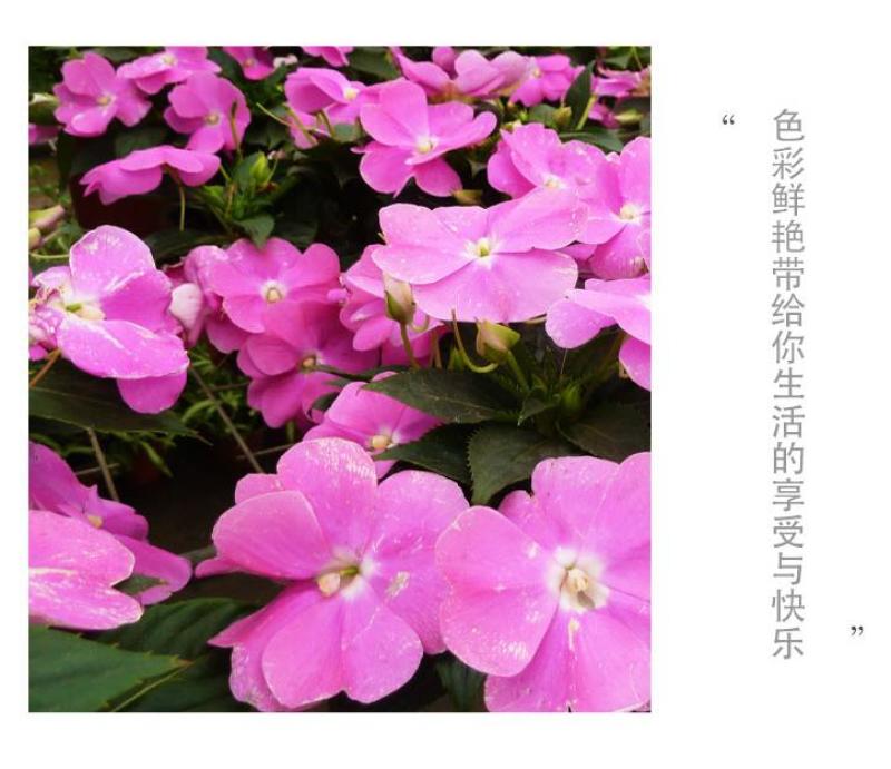 凤仙花种子花种室内阳台四季开花易种易活花种花卉盆栽鲜花种