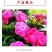 凤仙花种子花种室内阳台四季开花易种易活花种花卉盆栽鲜花种