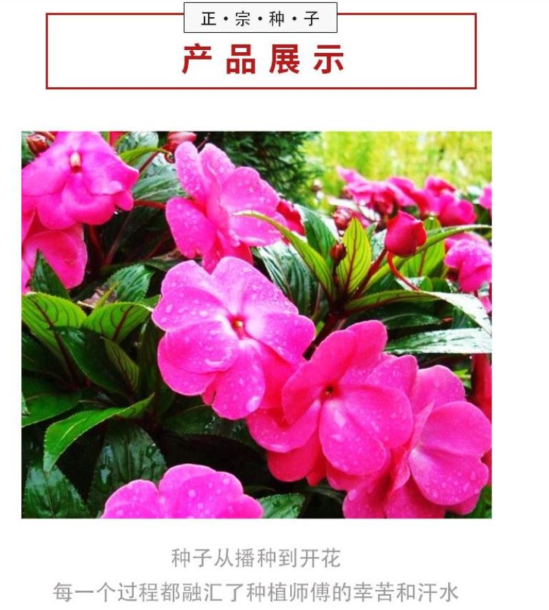 凤仙花种子花种室内阳台四季开花易种易活花种花卉盆栽鲜花种