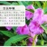 凤仙花种子花种室内阳台四季开花易种易活花种花卉盆栽鲜花种