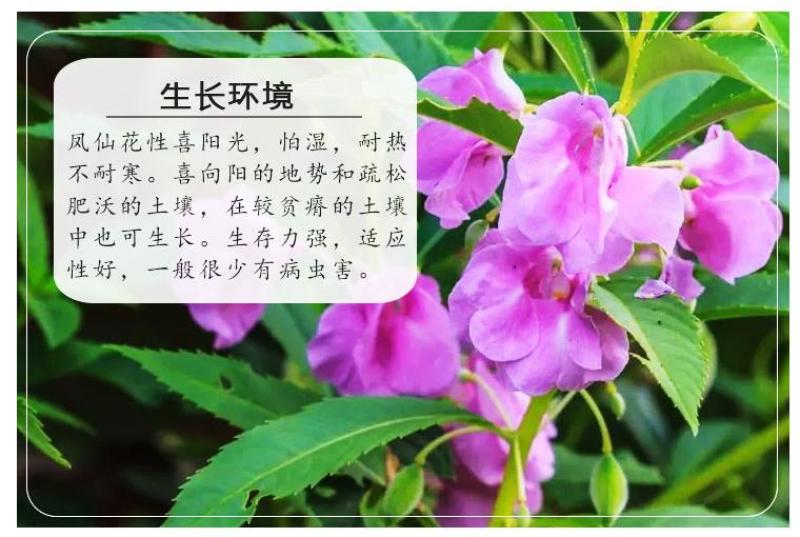 凤仙花种子花种室内阳台四季开花易种易活花种花卉盆栽鲜花种