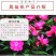 凤仙花种子花种室内阳台四季开花易种易活花种花卉盆栽鲜花种