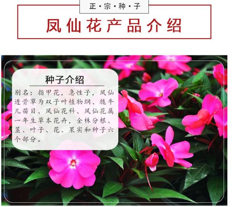 凤仙花种子花种室内阳台四季开花易种易活花种花卉盆栽鲜花种