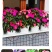 凤仙花种子花种室内阳台四季开花易种易活花种花卉盆栽鲜花种