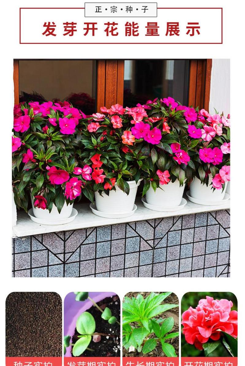 凤仙花种子花种室内阳台四季开花易种易活花种花卉盆栽鲜花种
