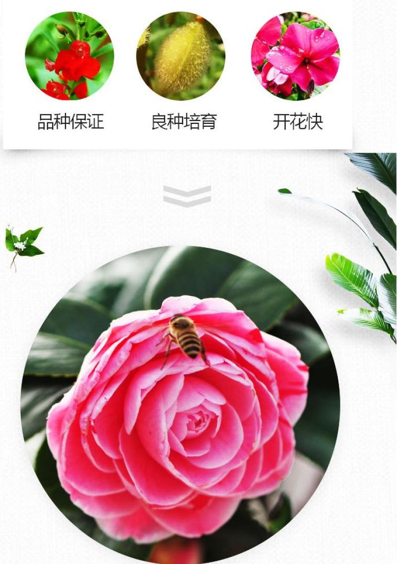 凤仙花种子花种室内阳台四季开花易种易活花种花卉盆栽鲜花种