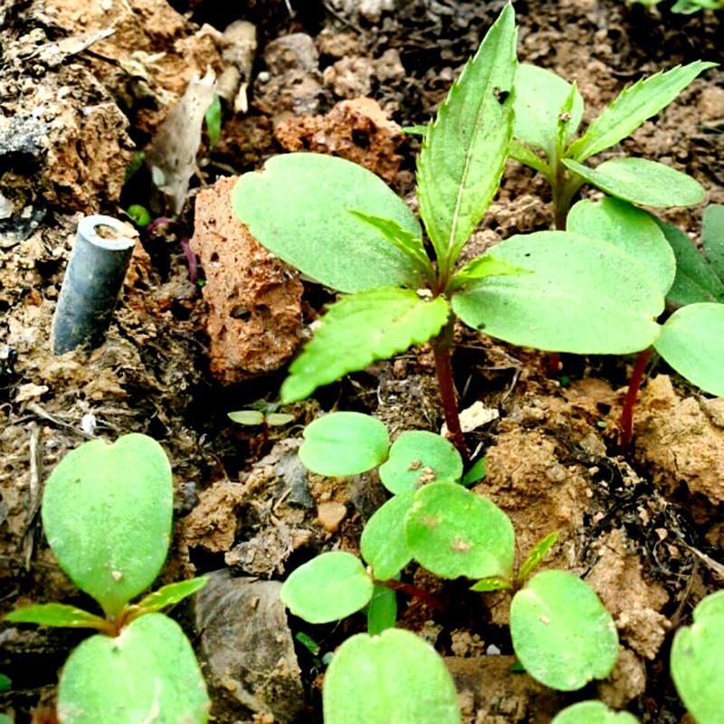凤仙花种子花种室内阳台四季开花易种易活花种花卉盆栽鲜花种