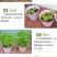 凤仙花种子花种室内阳台四季开花易种易活花种花卉盆栽鲜花种