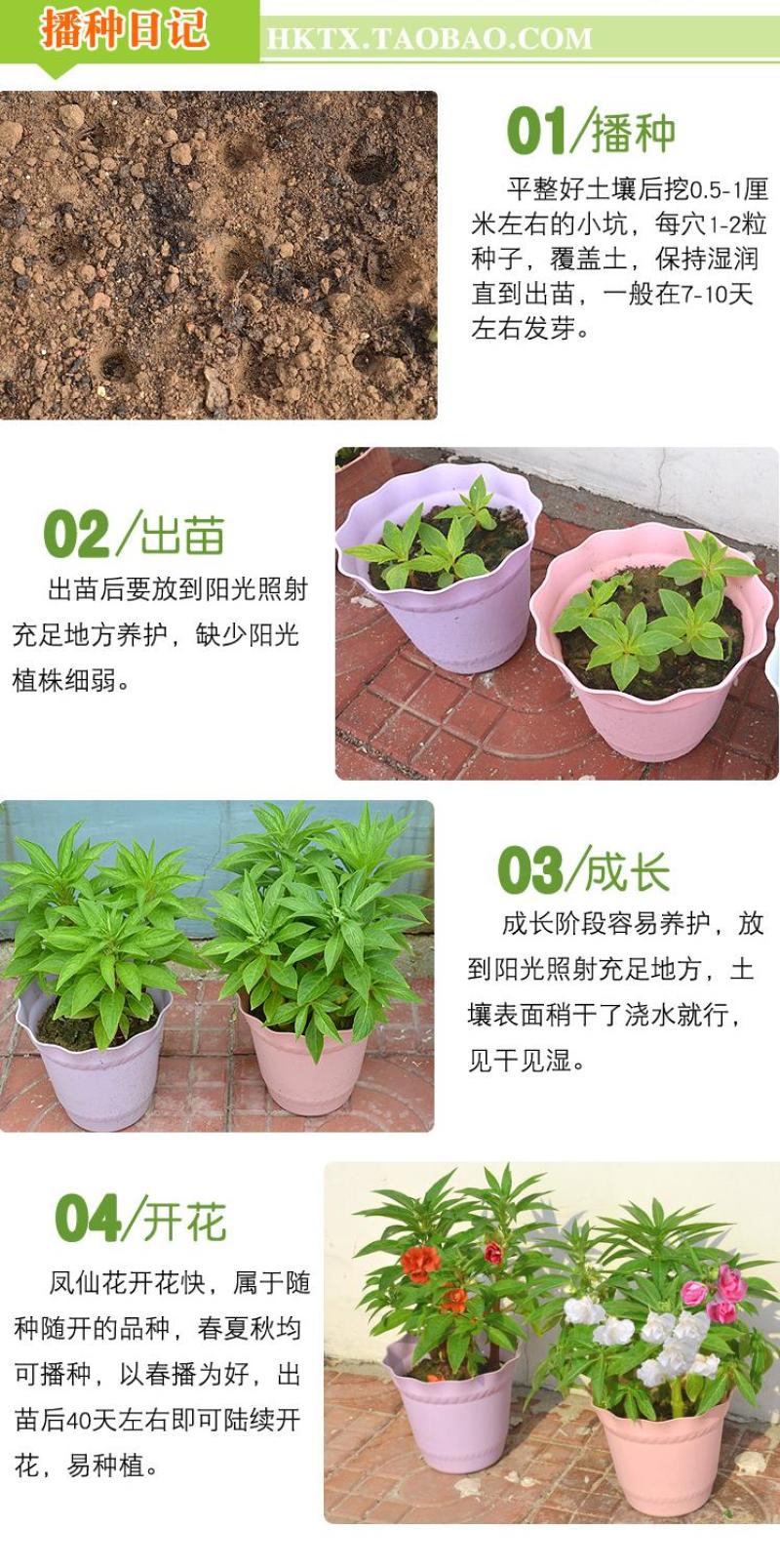 凤仙花种子花种室内阳台四季开花易种易活花种花卉盆栽鲜花种