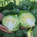 盛绿甘蓝种子耐热抗病性强大田高产蔬菜种孑绿甘蓝包菜种