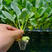 盛绿甘蓝种子耐热抗病性强大田高产蔬菜种孑绿甘蓝包菜种
