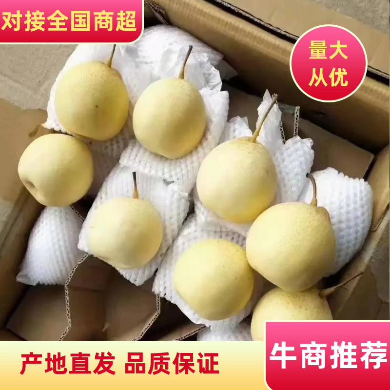 河北鸭梨优选产地直发，质量保证可视频看货欢迎来电