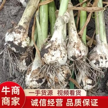 精品大蒜鲜蒜白皮蒜一手货源视频看货品质保证以质论价
