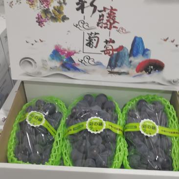 巨峰葡萄高级礼盒装，浙江葡萄，产地直供，对接社区团购