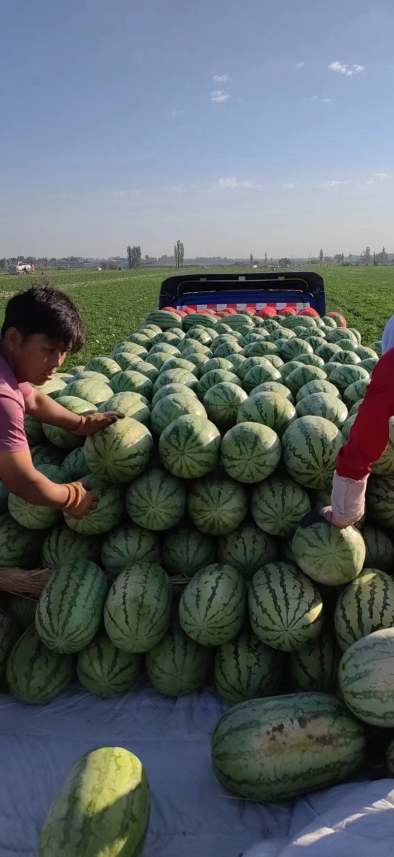 绿皮金城五号西瓜，大红瓤，口感脆，深受市场欢迎