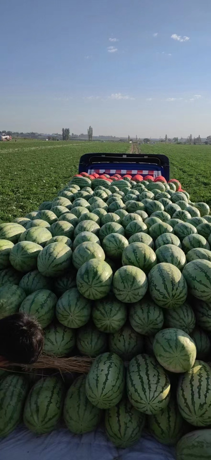 绿皮金城五号西瓜，大红瓤，口感脆，深受市场欢迎