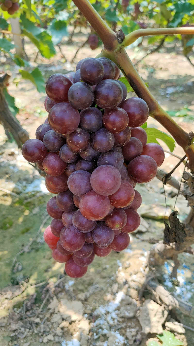 【推荐】威县精品巨峰葡萄，基地直供，保质保量，量大从优