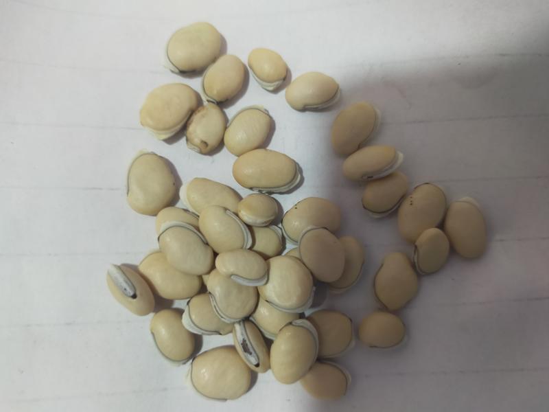 【中药材】白扁豆厂家一手货源全国批发价低货足保质保量