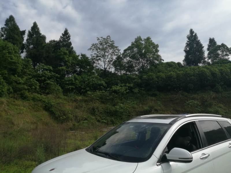巴南区二圣镇20亩林地