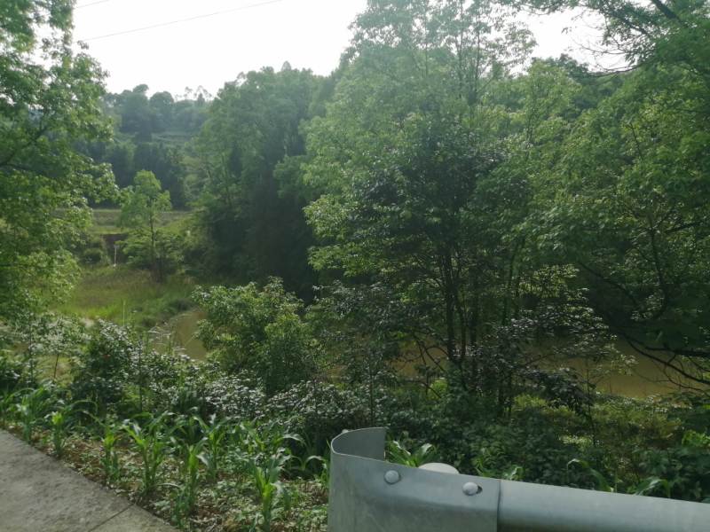 巴南区二圣镇20亩林地