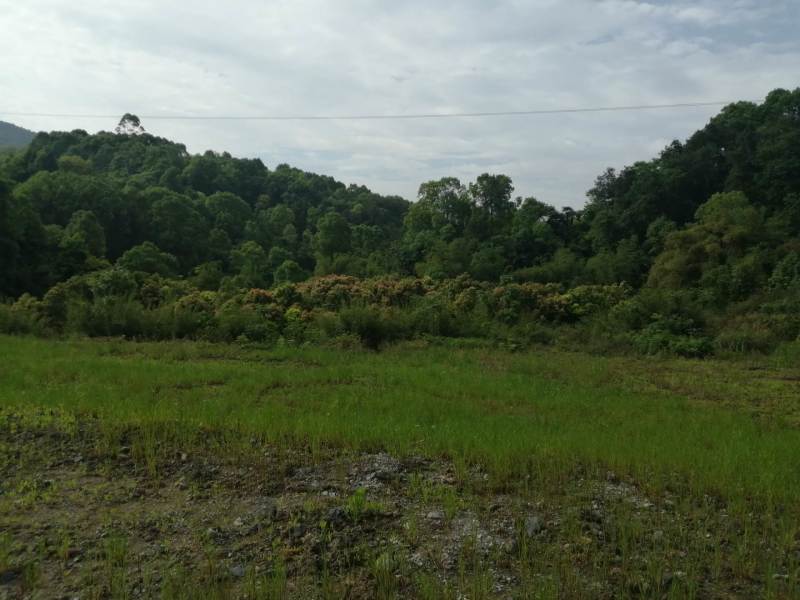 巴南区二圣镇20亩林地