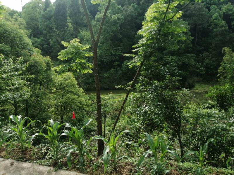 巴南区二圣镇20亩林地