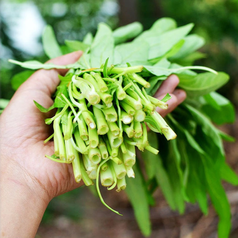 柳叶空心菜种籽四季大小叶蔬菜菜籽水种孑菜种竹叶泰国空心菜