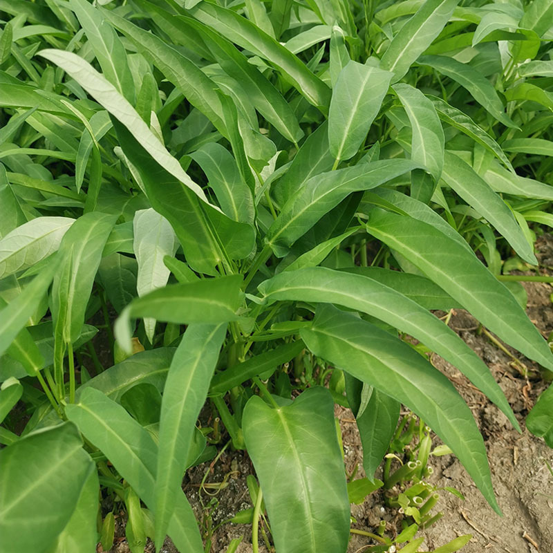 柳叶空心菜种籽四季大小叶蔬菜菜籽水种孑菜种竹叶泰国空心菜