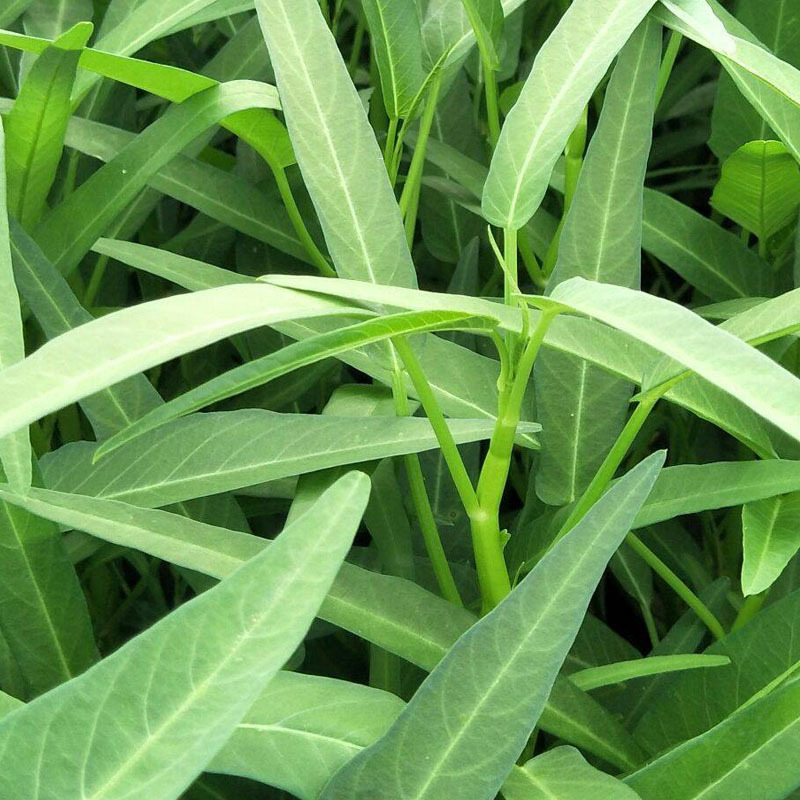 三叉菜空心菜种子纤维少高产进口种四季菜苗水上种植基地