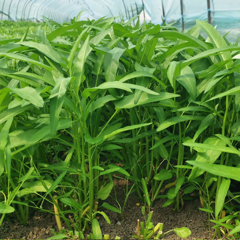 三叉菜空心菜种子纤维少高产进口种四季菜苗水上种植基地