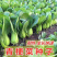 夏宝青梗菜种子耐热耐湿抗高温高产小油菜种子上海青鸡毛菜种