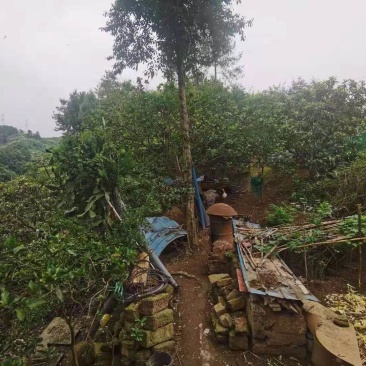 渝北东方红水库旁400平农房出zu环境优美适合居住