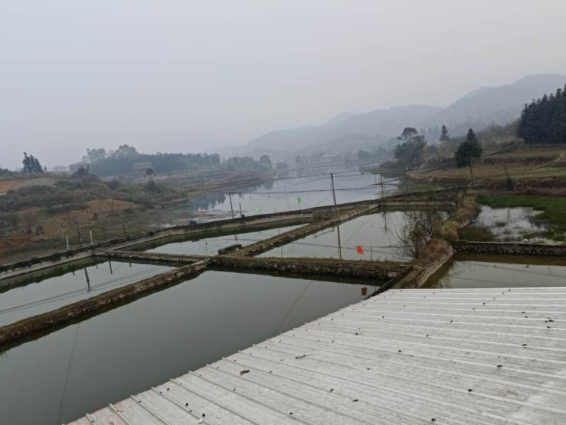 合川150亩鱼塘证上100亩视野宽广环境十分优美