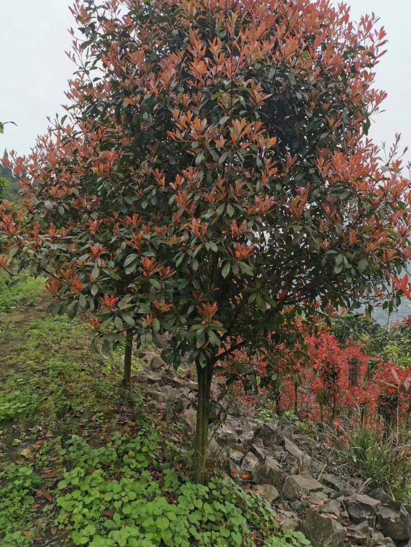 北碚区静观镇苗木基地zhuan让