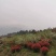 北碚区静观镇苗木基地zhuan让