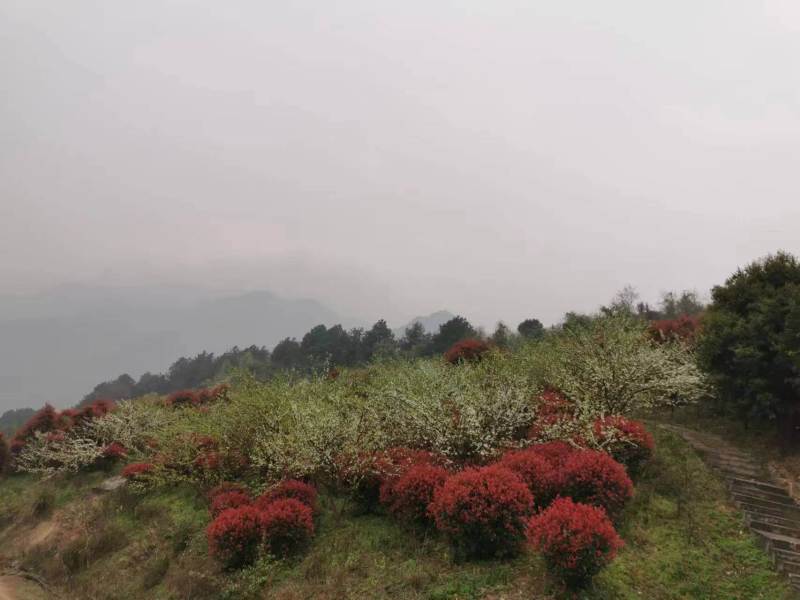 北碚区静观镇苗木基地zhuan让