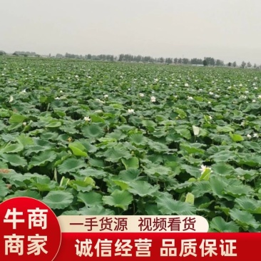 精品荷叶，一手货源视频看货品质保证以质论价