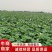 精品荷叶，一手货源视频看货品质保证以质论价
