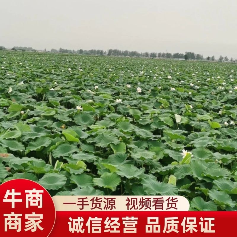 精品荷叶，一手货源视频看货品质保证以质论价