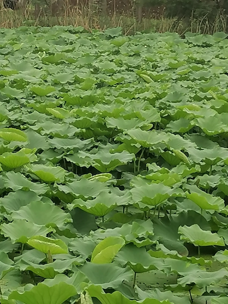 精品荷叶，一手货源视频看货品质保证以质论价