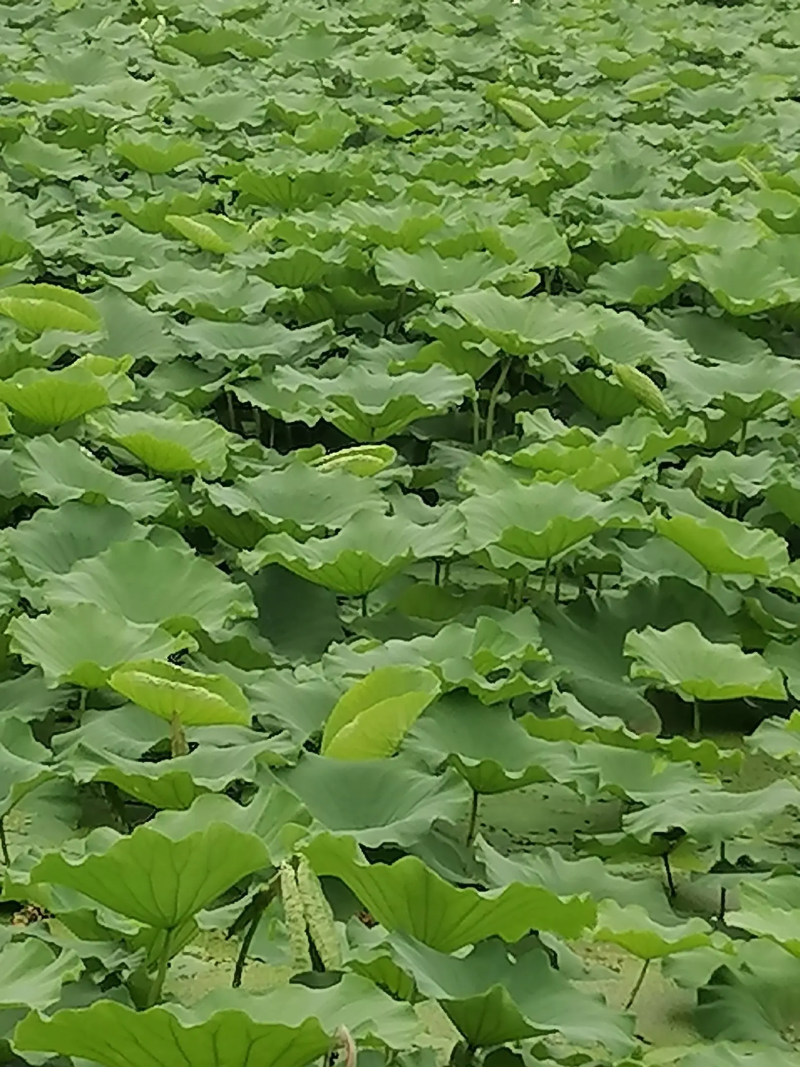 精品荷叶，一手货源视频看货品质保证以质论价